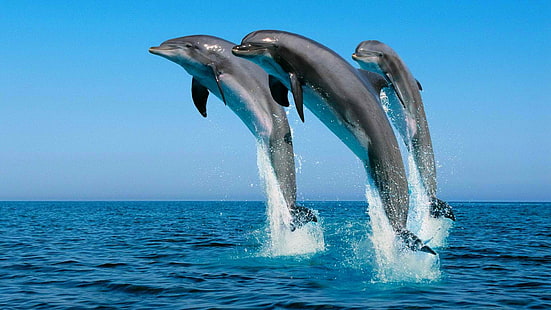 animals, dolphin, jumping, sea, splashes, HD wallpaper HD wallpaper