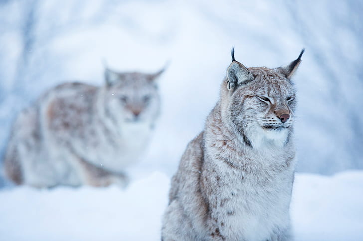 musim dingin, hutan, kucing, wajah, salju, latar belakang, dua, lynx, duduk, ketidakpuasan, liar, Wallpaper HD