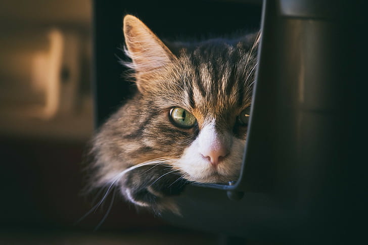 kucing, Wallpaper HD