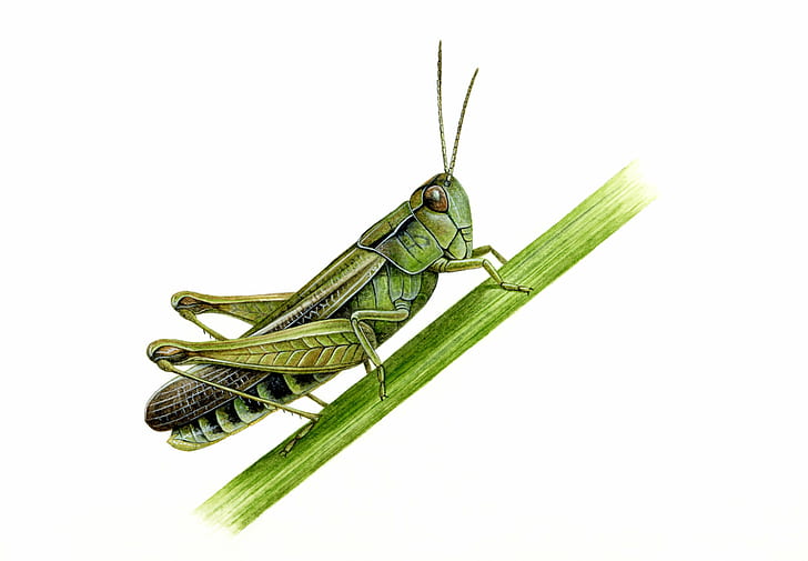 grasshopper, insect, HD wallpaper
