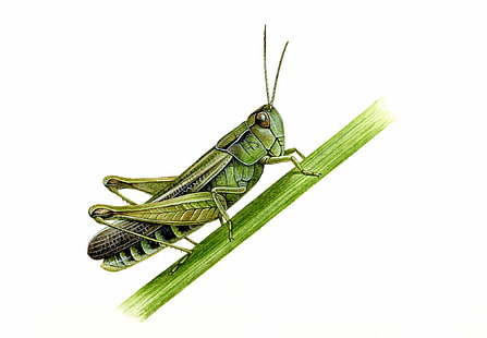 grasshopper, insect, HD wallpaper HD wallpaper