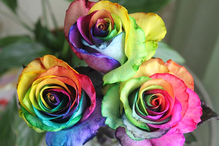 Blumen, Stimmung, Rosen, Regenbogen, Tag, Grün, HD-Hintergrundbild