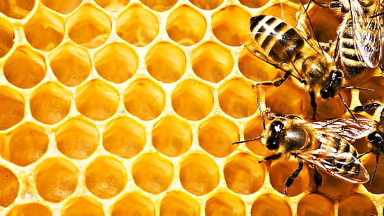 close-up photo of honeybee, honeycombs, bees, macro, HD wallpaper HD wallpaper