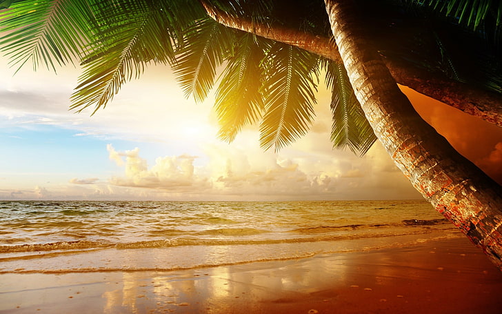 pohon kelapa, pantai, pasir, pohon palem, tropis, sinar matahari, langit, awan, cakrawala, Wallpaper HD
