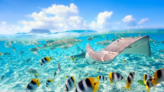  fish, sea, Stingray, Bora Bora, HD wallpaper HD wallpaper