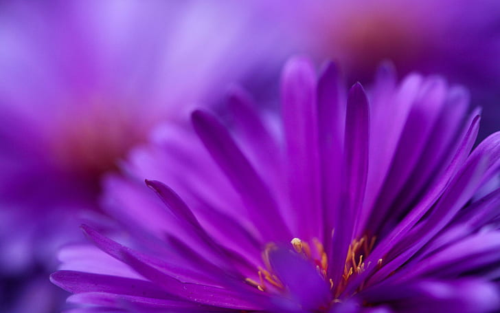 紫色の花をズーム、花、自然、ズーム、紫色、 HDデスクトップの壁紙