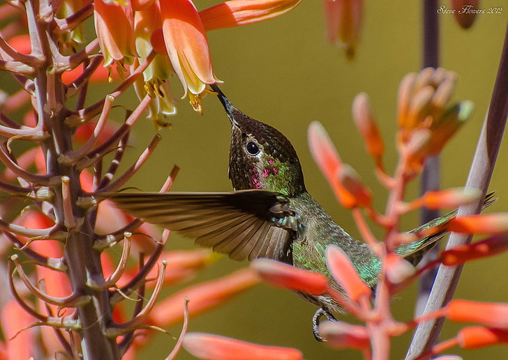 brown bird, hummingbirds, twig, flower, bird, flight, HD wallpaper