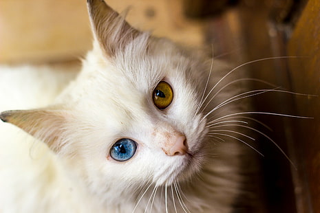 gatto di pelliccia bianca con occhi marroni e blu, bianco, pelliccia, gatto, occhi marroni, blu, canone, carino, ojos, gato, gatto domestico, animali domestici, animale, gattino, felino, domestico Animali, piccolo, cerca, giovane Animale, mammifero, Sfondo HD HD wallpaper