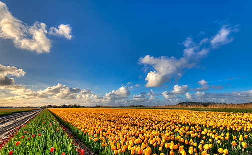 黄色の花畑、黄金、チューリップ、黄金、チューリップ、黄金、チューリップ、喪、損失、赤、友達、黄色、花、フィールド、35mm、D750、オランダ語、ヨーロッパ、HDR、オランダ、オランダ、ニッコール、ニコン、北欧-オランダ、オランダ、ブルーム、ブルーム、雲、花の花、花畑、花壇、風景、lucht、自然、ナチュア、植物、空、空、チューリップ、チューリップ、チューリップ、ウォルケン、農業、田園風景、春、青、夏、屋外、農場、季節、自然の美しさ、 HDデスクトップの壁紙 HD wallpaper