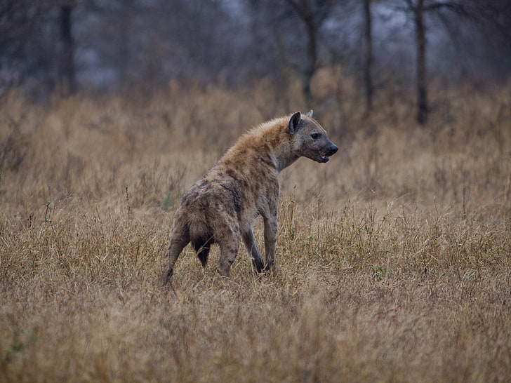 hyena, predator, HD wallpaper