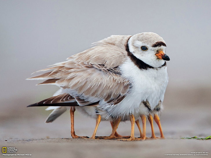 นกสีขาวและลูกไก่นกสัตว์นกพิราบ, วอลล์เปเปอร์ HD