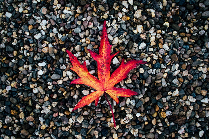 brown leaf, leaf, autumn, stones, fallen, HD wallpaper