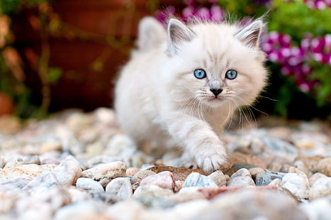 cat, look, flowers, pebbles, stones, kitty, background, garden, baby, muzzle, cute, walk, pussy, blue-eyed, ragdoll, HD wallpaper HD wallpaper