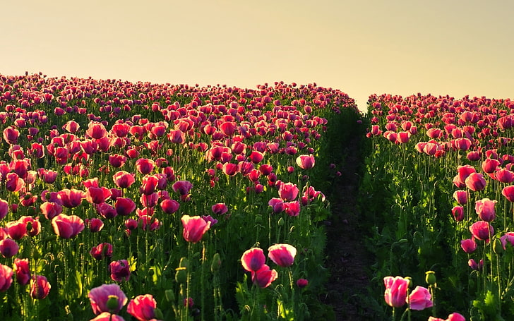 pink flowers, poppies, field, sky, verdure, road, night, HD wallpaper