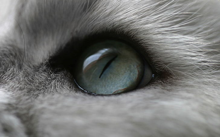 chat, yeux, animaux, Fond d'écran HD