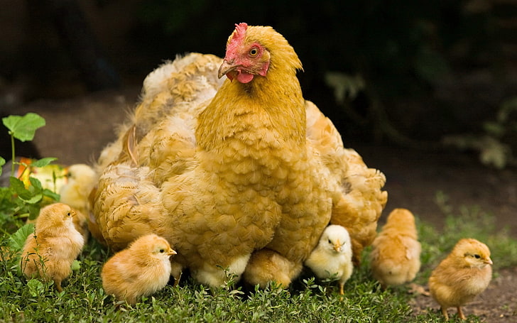 galinha amarela, frango, filhotes, andar, filhotes, pássaro, HD papel de parede