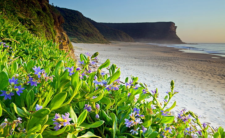 フラワービーチ、紫の花びらの花、自然、花、ビーチ、花、 HDデスクトップの壁紙