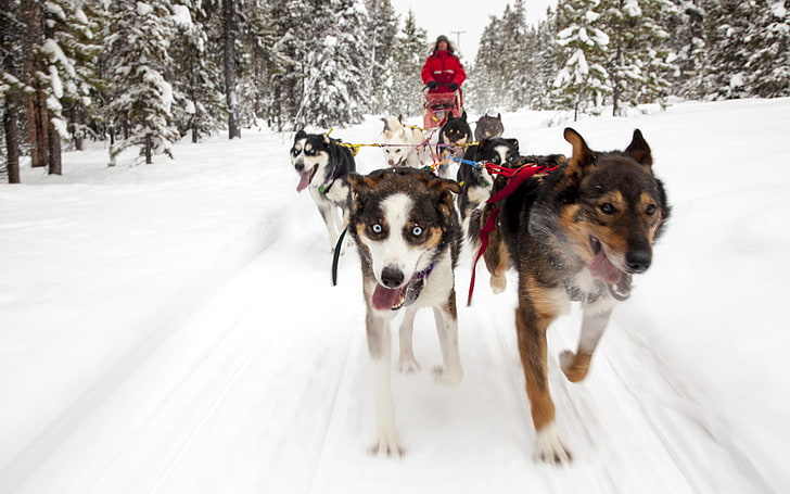 кучета, сняг, дървета, фон, кучешки шейни, HD тапет