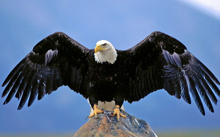 Bald Eagle Spread Wings Desktop Hd Wallpaper For Pc Tablet and Mobile Download 1920 × 1200, HD tapet