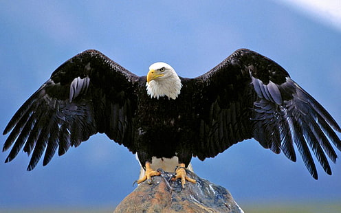 Bald Eagle Spread Wings Desktop Hd Wallpaper For Pc Tablet and Mobile Download 1920 × 1200, HD tapet HD wallpaper
