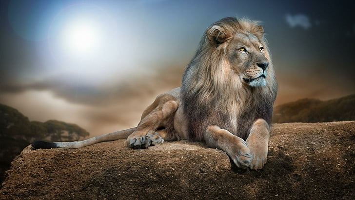 лев, дикое животное, дикий, большой кот, скала, HD обои
