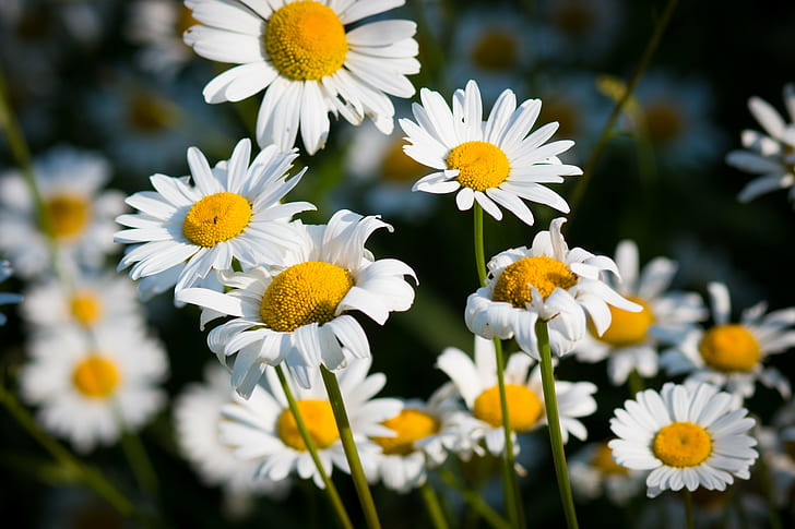 white Daisies selective focus photography at daytime, duluth, daisies, duluth, Daisies, white, selective focus, photography, daytime, Duluth  fc, daisy, nature, summer, flower, plant, chamomile Plant, springtime, meadow, outdoors, yellow, freshness, close-up, chamomile, grass, green Color, HD wallpaper