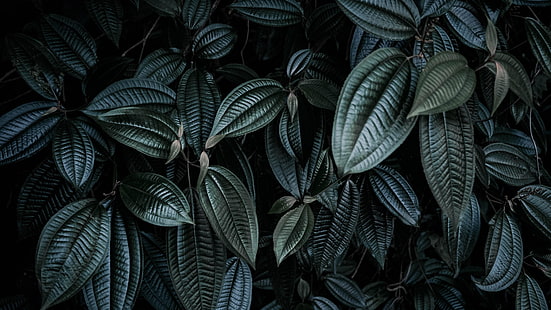 лист, зеленый, растение, темно-зеленый, крупный план, фотография, натюрморт, HD обои HD wallpaper