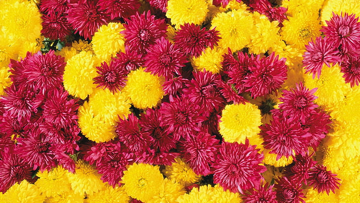 chrysanthemums, flowers, colorful, red flowers, yellow flowers, plants, HD wallpaper