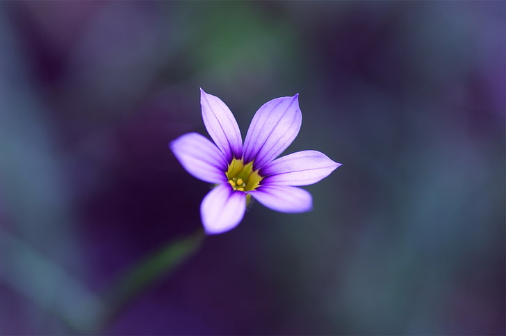 โฟกัสการถ่ายภาพดอกไม้ดอกไม้มาโคร, วอลล์เปเปอร์ HD