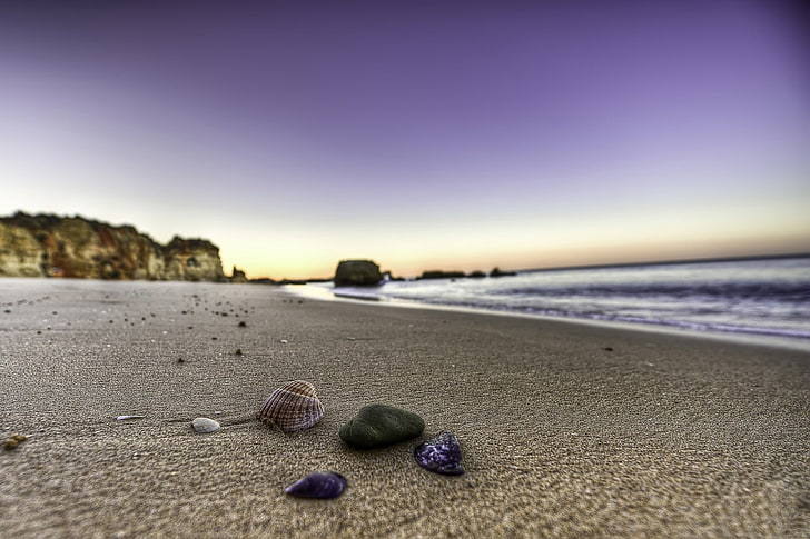 gray scallop shel, sand, water, stones, shore, landscapes, shell, beaches, HD wallpaper