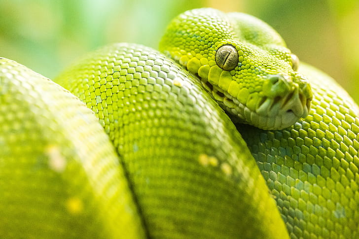close up photo of green snake, Snake Eyes, close up, photo, green snake, Green Tree Python, Missouri, Mo, Saint Louis Zoo, St. Louis, USA, United States of America, reptile, nature, snake, animal, green Color, HD wallpaper