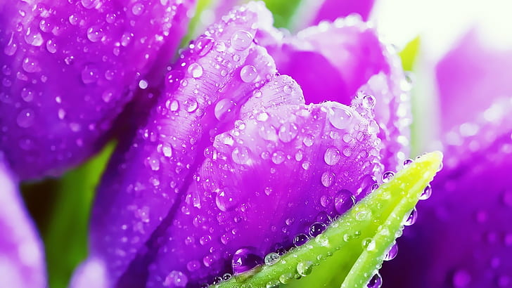Фиолетовые цветы тюльпана, хрустальные капли, Фиолетовый, тюльпан, цветы, хрусталь, капли, HD обои