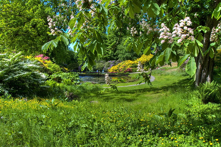 grünblättrige Pflanze, Kastanie, Frühling, Blüte, Garten, grün, klar, HD-Hintergrundbild