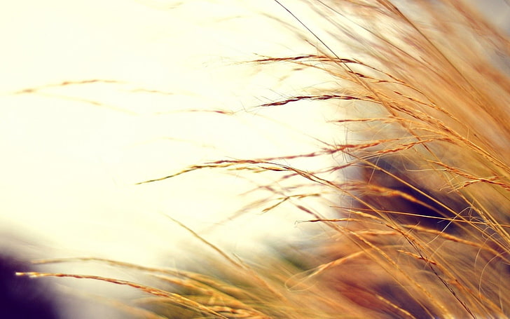 braunes Gras, Feld, Natur, HD-Hintergrundbild