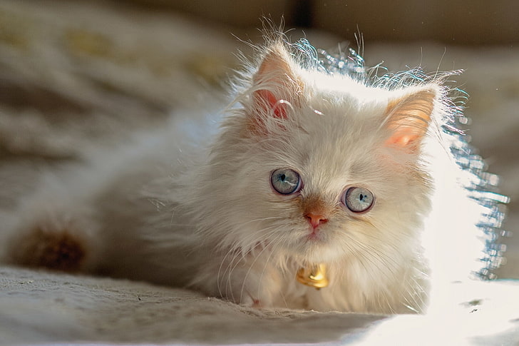 عيون زرقاء ، قطة ، نقطة اللون الفارسية ، قطة الهيمالايا، خلفية HD