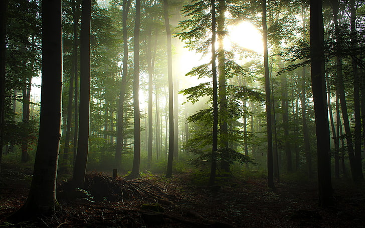 silhouette d'arbres fond d'écran numérique, nature, forêt, arbres, Fond d'écran HD