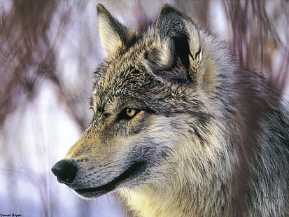 животное собака Great Wolf Animals Dogs HD Art, животное, собака, волк, серый, HD обои HD wallpaper