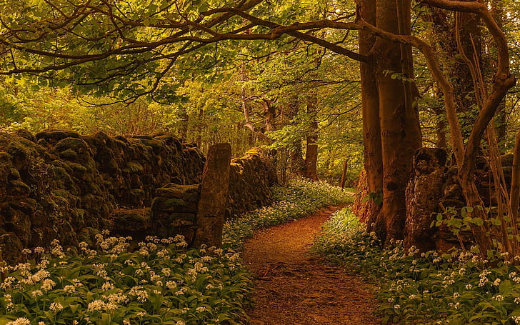Forest, trees, footpath, flowers, fence, England, Forest, Trees, Footpath, Flowers, Fence, England, HD wallpaper