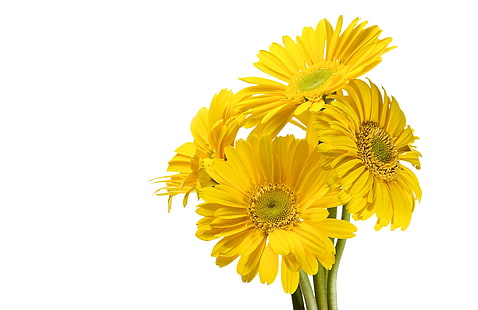 เยอบีร่า, ดอกไม้, สีเหลือง, พื้นหลังสีขาว, วอลล์เปเปอร์ HD HD wallpaper