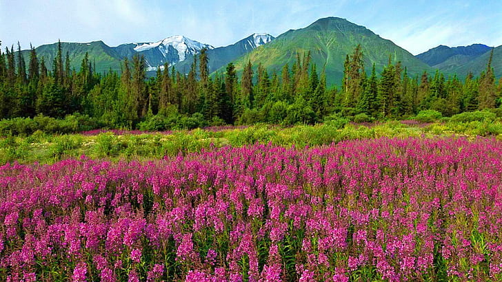 Mountain Wildflowers, pink cluster petaled flowers, flowers, pink, wildflowers, spring, trees, peaks, national park, pretty, canada, summer, lovely, HD wallpaper