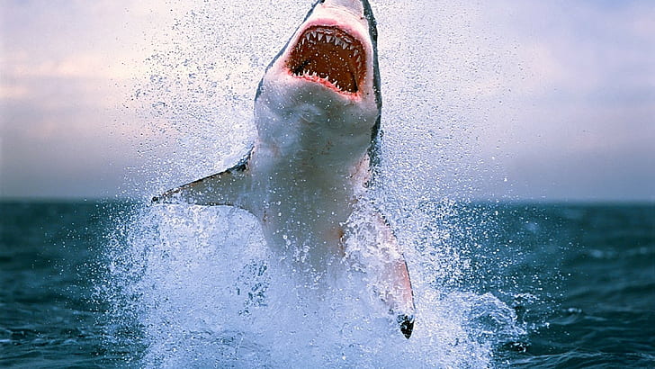 Grande squalo bianco, Sfondo HD