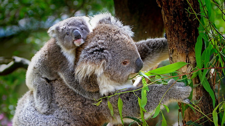 koala, baby backgrounds, tree, eucalyptus, HD wallpaper