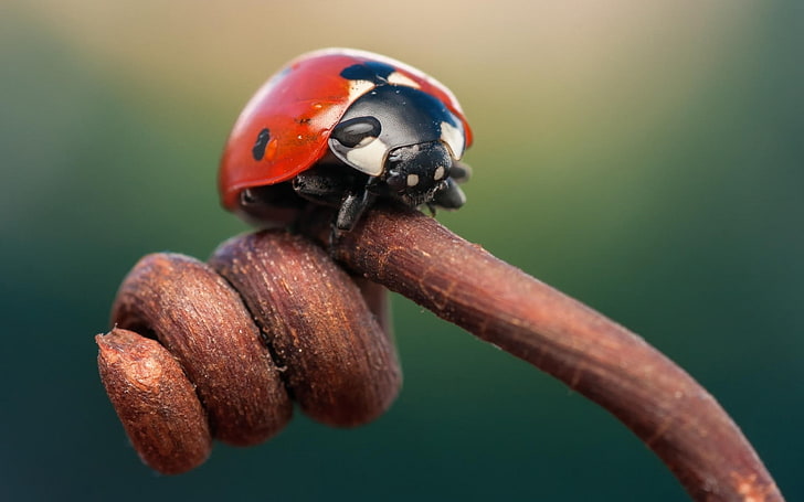 ladybugs, HD wallpaper