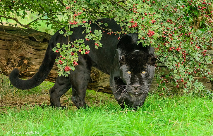 black panther, greens, summer, face, berries, foliage, predator, power, wild cat, zoo, black Jaguar, HD wallpaper
