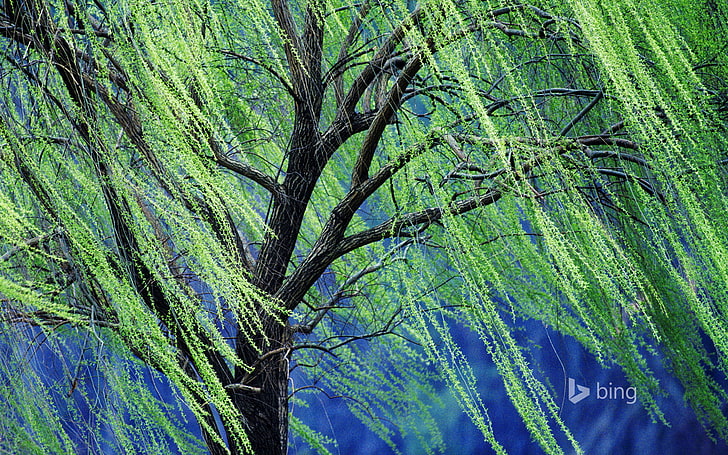 green leafed plant, branches, tree, spring, weeping willow, HD wallpaper