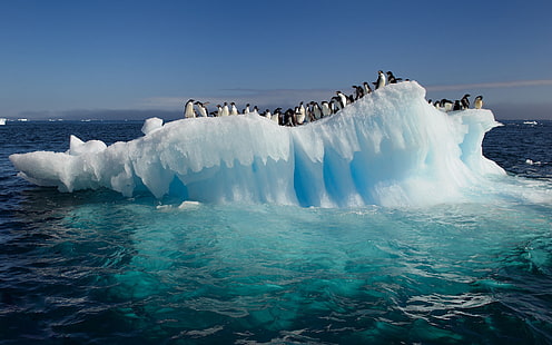 вода, океан, пингвины, льдина, Антарктида, HD обои HD wallpaper