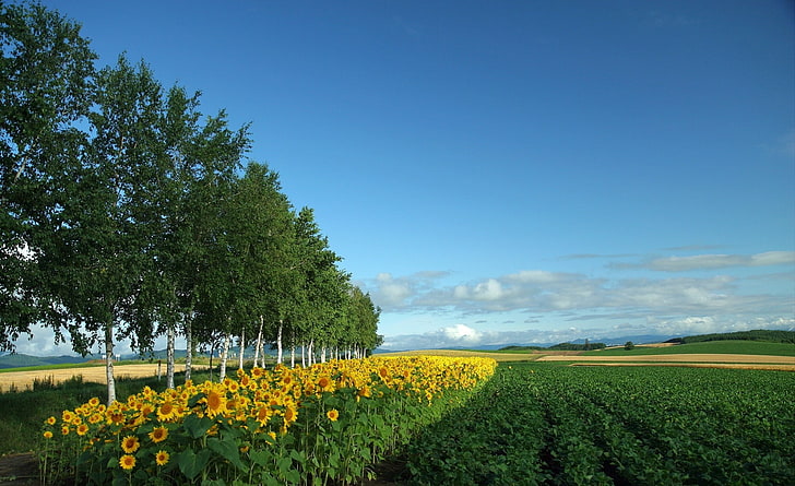 Hokkaido, Japan, sunflower near grass, Asia, Japan, Hokkaido, HD wallpaper