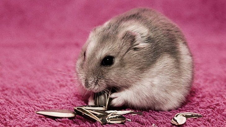 Hamster on a pink carpet, white and brown gerbil, animals, 1920x1080, carpet, hamster, HD wallpaper