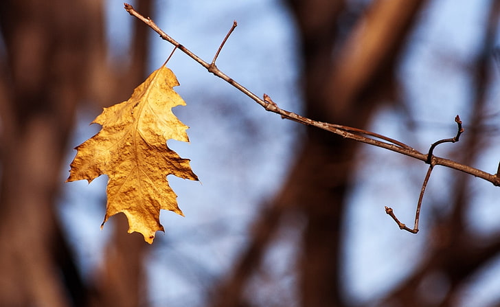 Withered Oak Leaf, Autumn, Seasons, Autumn, Leaf, Whithered, HD wallpaper