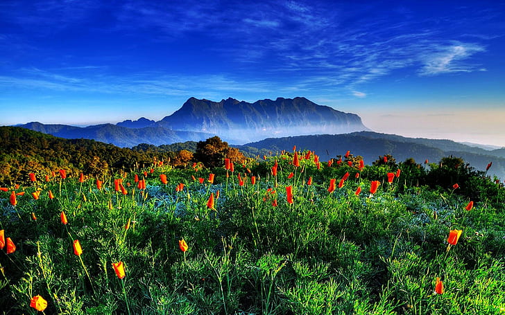 Frühling in Thail, Blüten, Berge, Frühling, Feld, Natur, Natur und Landschaften, HD-Hintergrundbild